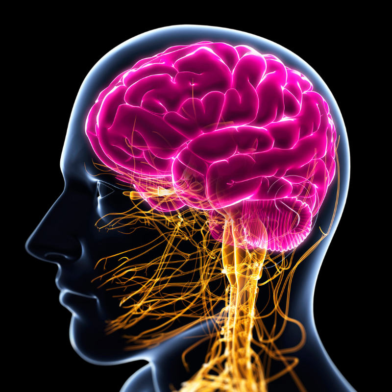 Physiology: Nervous System